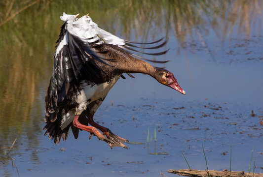 Spur-winged goose landing on the water