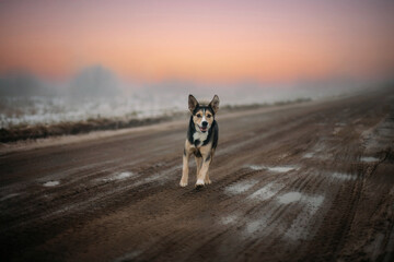 dog runs along a country road at sunset in the fog, the concept of a lonely pet.