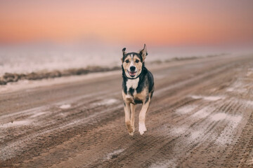 dog runs along a country road at sunset in the fog, the concept of a lonely pet.