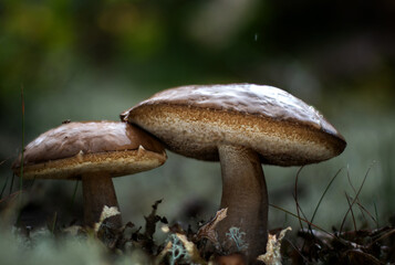 Shot of a glowing mushrooms. Edible mushrooms. Close up of poisonous mushroom