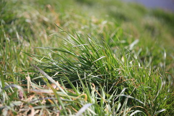 春の散歩での一枚