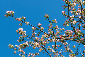 Kirschblüten in weiß rosa im Frühjahr