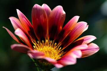 Gazania Flower