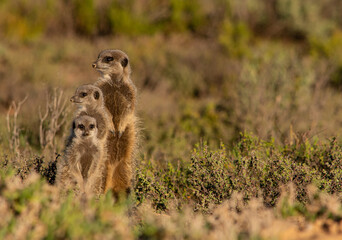 Three meerkats standing together