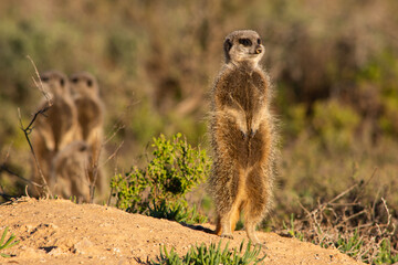Single meerkat on guard with others in the background