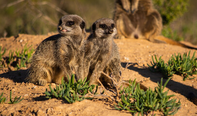 Fototapeta premium Two baby meercats sitting int he sand