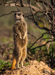 Meerkat standing guard with dead branches behind