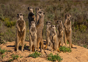 large family of meerkats standing together in the morning