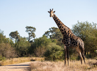 giraffe about to cross a dirt road