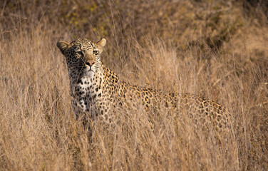 Fototapeta na wymiar Leopard partially hidden by the long grass