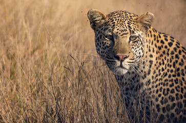 close-up of a leopard in the tall grass facing the viewer