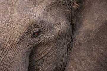 Close up of an elephant eye facing the left