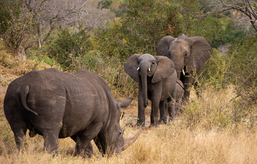 Fototapeta premium Elephant family confronting a white rhino