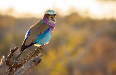 Backlit lilac breasted roller perched on a branch and fluffy in the cold morning while singing