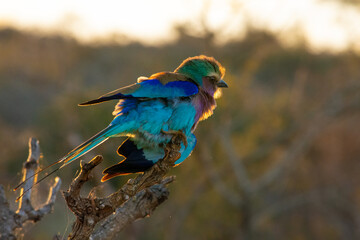 Backlit lilac breasted roller perched on a branch and fluffy in the cold morning - obrazy, fototapety, plakaty