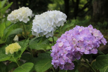紫陽花