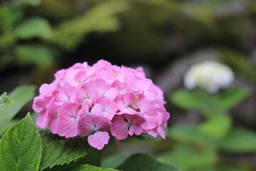 Fototapeta premium 紫陽花