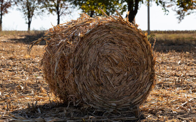 Harvesting. Round bales made from corn stalks. Agriculture in the steppe.
