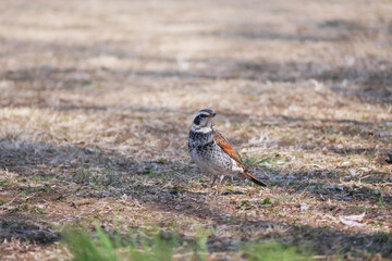 日本、神奈川県、春の公園を散歩するツグミ