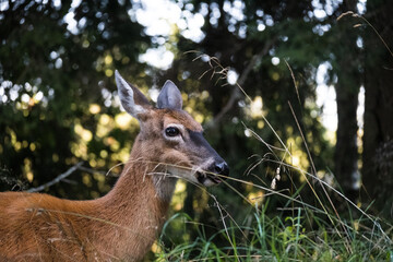 Close up shot of a deer in the woods
