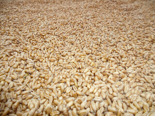 wheat seeds pile. Texture of wheat grains, agricultural background.
