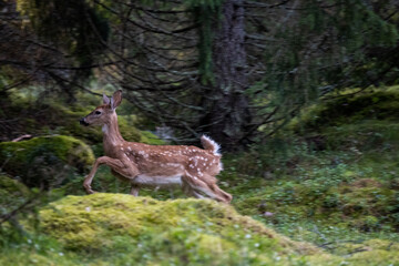 Deer running in the woods