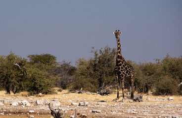 giraffe standing alone and alert in Etosha Namibia © Hislightrq
