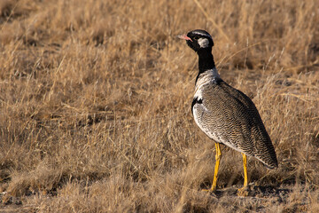Black Korhaan male standing in Etosha Namibia