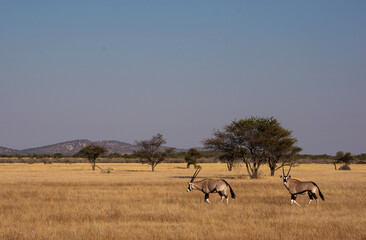 Naklejka na ściany i meble Two gemsbok in the dry grass in Etosha Namibia