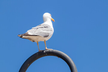 seagull with a blue sky