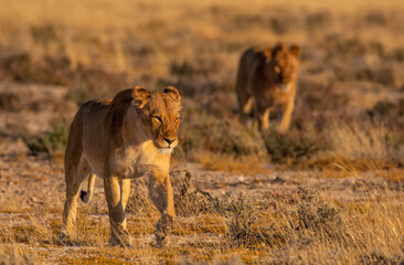 Two lions walking through the dry grass in Etosha Namibia