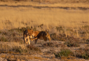 Fototapeta na wymiar Two young lions playing in Etosha Namibia