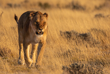 Lioness walking towards viewer and snarling in Etosha Namibia - obrazy, fototapety, plakaty
