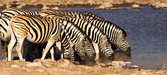 Fototapeta na wymiar herd of zebra drinking in a waterhole in Etosha Namibia panoramic