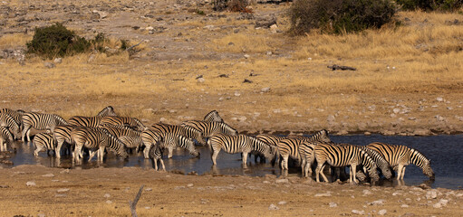 Fototapeta na wymiar Herd of zebra drinking at a waterhole in Etosha Namibia