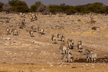 Herd of zebra leaving a water hole in Etosha Namibia