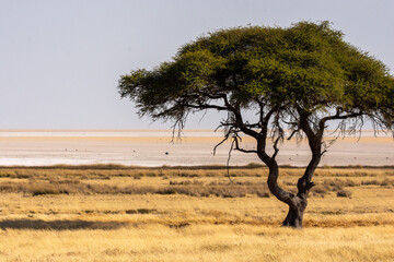 single acacia tree with salt planes in the background in Etosha Namibia