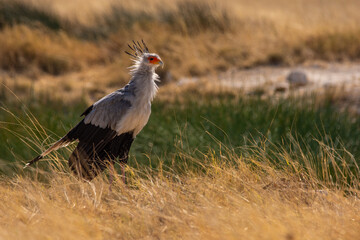 Secretary bird walking through the grass in Etosha Namibia