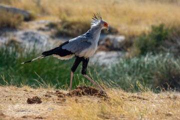 Secretary bird walking through the grass in Etosha Namibia