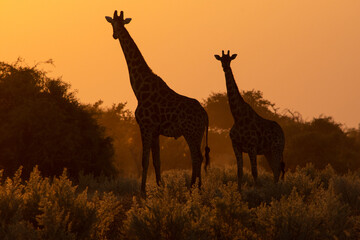 Two giraffe silhouetted at sunset in Etosha Namibia