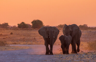 Fototapeta na wymiar Three elephants at sunset walking in Etosha Namibia