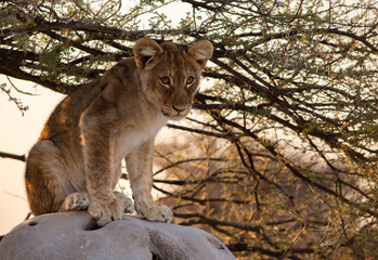 Single lion cub sitting on top of a termite mound under a tree in Etosha Namibia