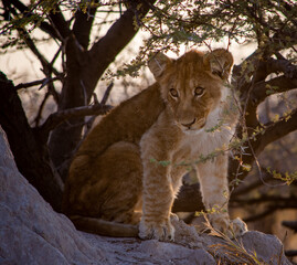 Lion cub sitting on a termite mound in Etosha Namibia
