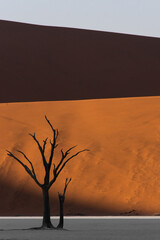 Petrified dead trees silhouette against red dunes in Deadvlei