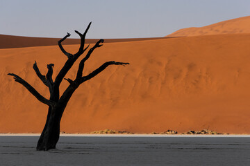 Single petrified dead tree silhouette against red dunes in Deadvlei