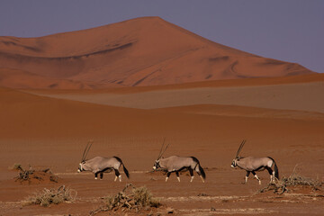Three oryx walking in a line in front of red dunes at Sossusveli National Park