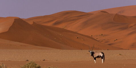 Fototapeta na wymiar Panoramic view of single oryx standing in front of red dunes at Sossusveli National Park