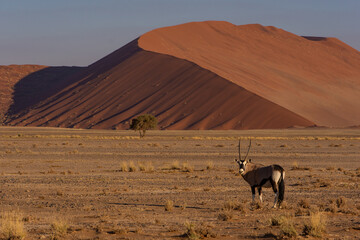 Oryx standing facing left with a curving sand dune behind