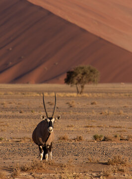 Solitary orxy facing front and tree in front of red dunes