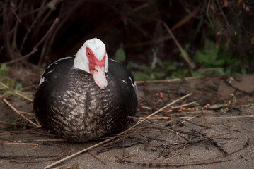 Pato moscovita hembra llena de huevos reposando en el suelo.